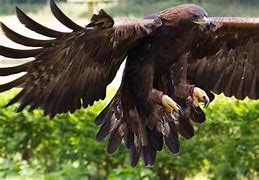 Image result for Eagle King Mexico