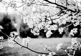 Image result for Spring Flowers Black and White