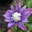 Image result for Clematis Violet Elizabeth