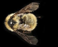 Image result for Bumblebee On Ground Spinning