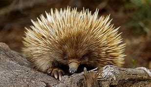 Image result for Australian Animals Echidna