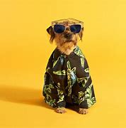 Image result for Clothes Fail Animal