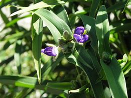 Image result for Tradescantia andersoniana J.C. Weguelin