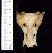 Image result for Bobcat Pelvic Bone