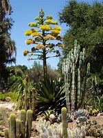 Image result for Arizona Desert Cactus