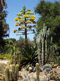 Image result for Arizona Cactus Pictures and Names