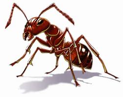 Image result for Biggest Ant Ever