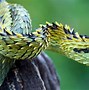 Image result for Snake Wallpaper