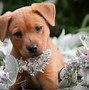 Image result for Funny Cute Puppies