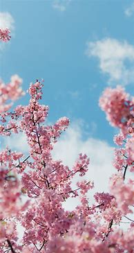 Image result for Sakura Tree iPhone Wallpaper