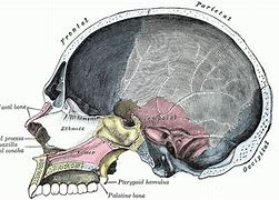 Image result for Skull Bones Labeled Sutures