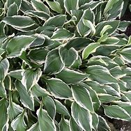 Image result for Hosta Crispula