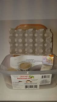 Image result for Cricket Breeding Kit