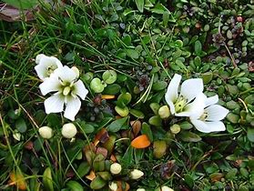 Image result for Gentiana saxosa