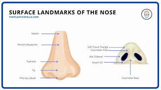 Image result for Mandible Soft Tissue Anatomy