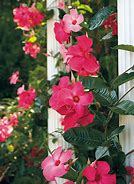 Image result for Perennial Climbing Vines Zone 7