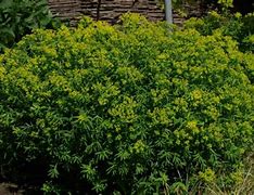 Image result for Euphorbia cornigera Goldener Turm