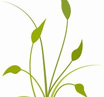 Image result for Cartoon Plant Background