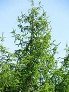 Image result for Larix kaempferi Irka