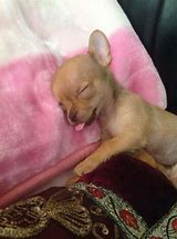 Image result for Chihuahua Sleeping Meme