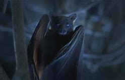 Image result for Ampie Bat