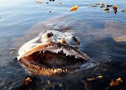 Image result for Most Poisonous Water Animal