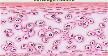 Image result for cartilagiboso
