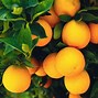 Image result for Orange Color Photography