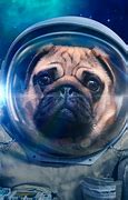 Image result for Tiny Space Animals