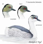 Image result for Podiceps occipitalis