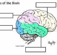 Image result for Brain Fractal