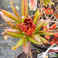 Image result for Rhododendron (AK) Satan