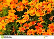 fiori da giardino primavera estate fiori arancio nel giardino primavera o fondo di estate fiori da giardino primavera estate fiori arancio nel giardino primavera o fondo di estate
