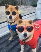 Image result for Shiba Inu Matching PFP