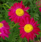 Image result for Tanacetum Robinsons Red (Coccineum-Group)