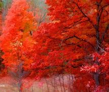 Image result for iOS 8 Wallpaper 4K Nature