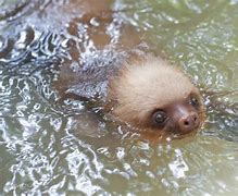 Image result for Water Sloth