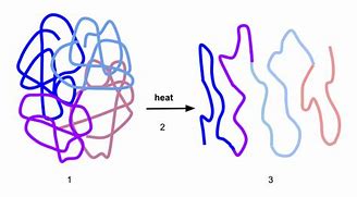 Image result for Protein Unfolding