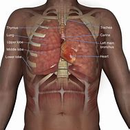 Image result for Thoracic Cavity Organs