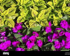 Image result for Red Green Flowers