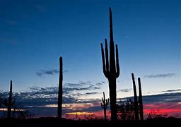 Image result for Sonoran Desert National Monument