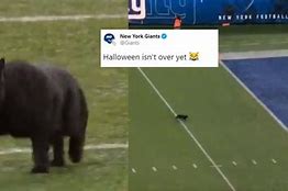 Image result for Memes 2019 NFL Cat