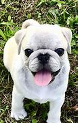 Image result for Black Pug Names