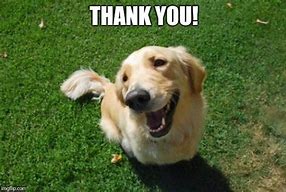 Image result for Small Business Thank You Meme Dog