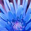 Image result for Blue Spring Flowers iPhone Wallpapers