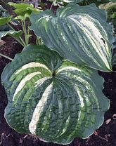 Image result for Hosta Queen of the Seas