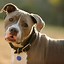 Image result for American Pit Bull Terrier Big