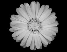 Image result for Simple Flower Clip Art Black and White