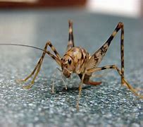 Image result for Live Crickets for Sale