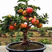 Image result for Dwarf Apple Tree Sprout